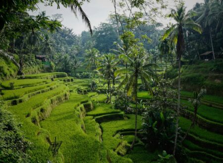 digital nomad hostels Bali