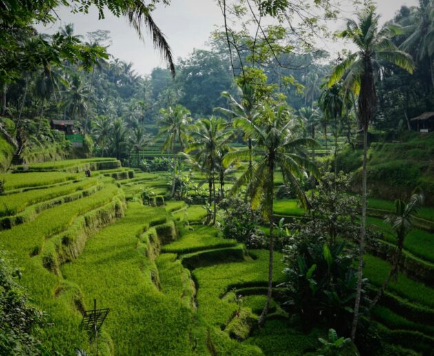 digital nomad hostels Bali