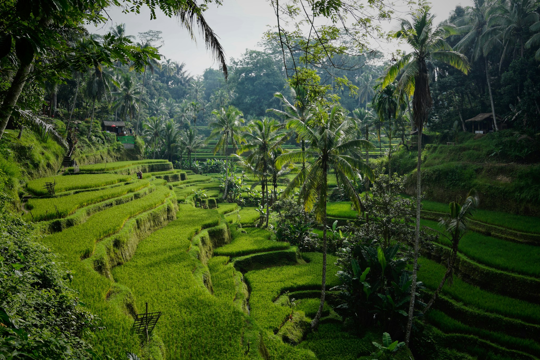 Aerial view of Canggu rice fields and coastline in Bali